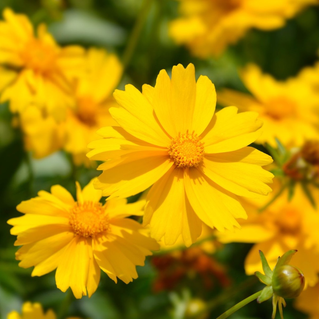 Coreopsis Grandiflora - BIO