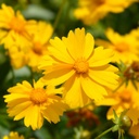 Coreopsis Grandiflora - BIO
