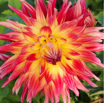[B1012-1] Dahlia Manhattan Island - BIO (1 bol)