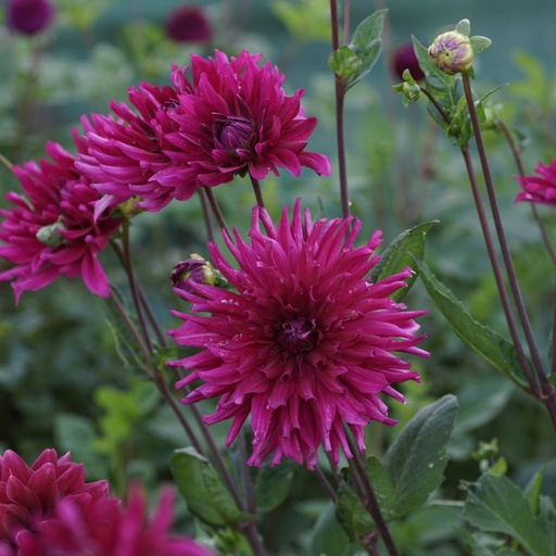 [B1015-1] Dahlia Orfeo - BIO (1 lökar)
