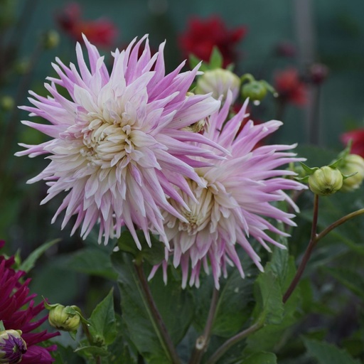 [B1010-1] Dahlia Kiev - BIO (1 lökar)
