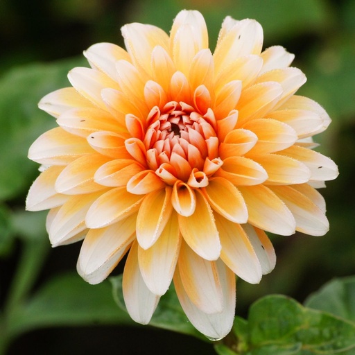 [B1017-1] Dahlia Seattle - BIO (1 lökar)