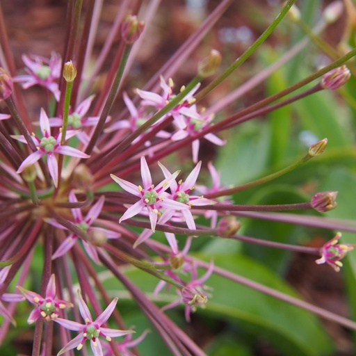 [A9048-3] Allium Schubertii - BIO (3 lökar)