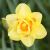 Voorjaarsbloeiers / Narcissen