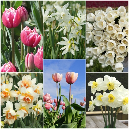 [AC99069] Cut flower garden - ORG