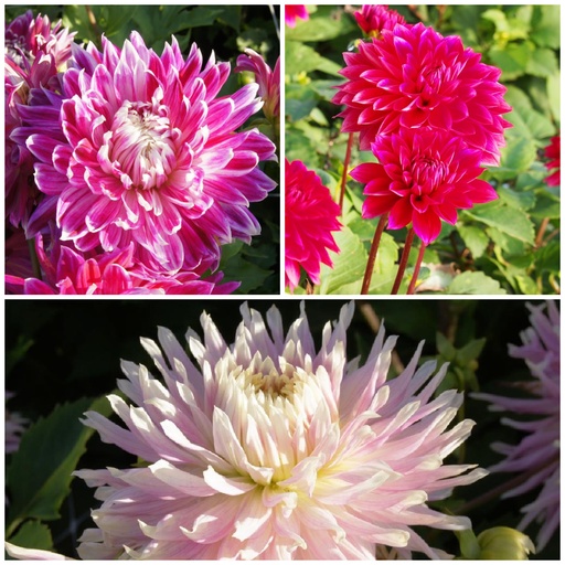 [B1093-V3] Dahlia Mödrar Recept Röd-Rosa 3 ST v3 - BIO